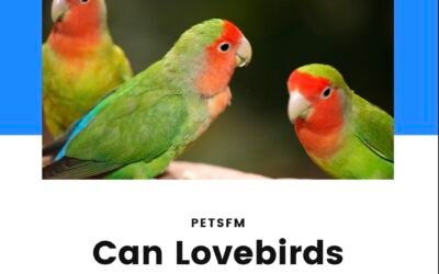 Do Lovebirds Talk? [Teaching Them to Talk]